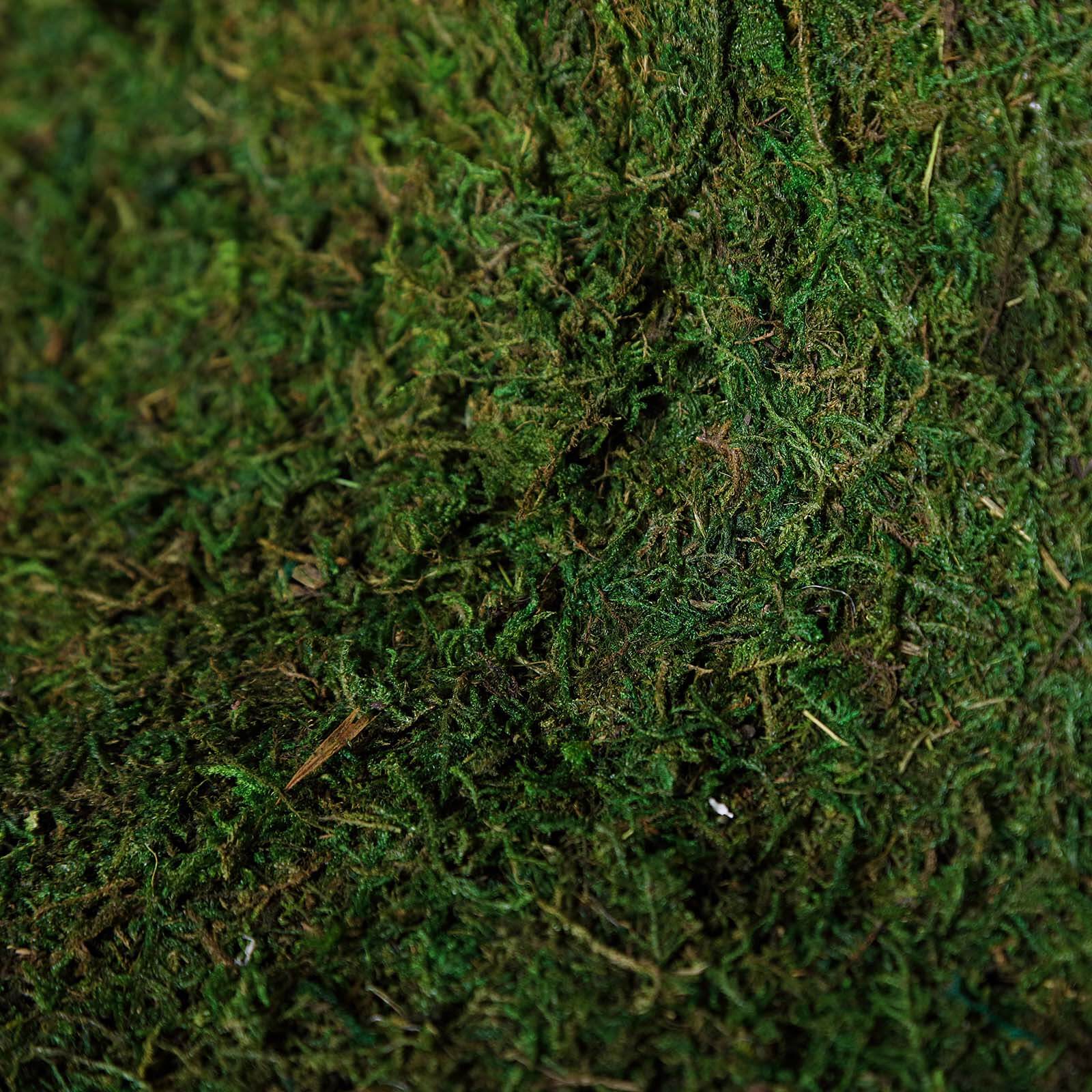 Preserved Natural Moss Wall Sheet Roll, Moss Landscape Panel 18"x16" - Image 2