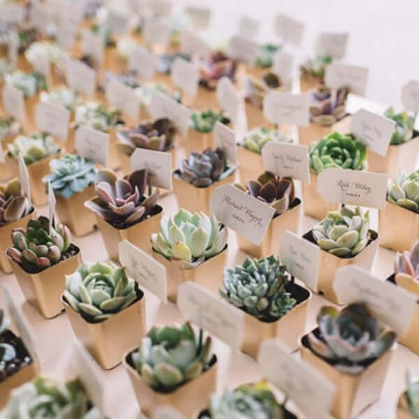 3-Pack Echeveria Elegans Artificial Succulents in Ceramic Pot 3" - Realistic Maintenance-Free Faux Plants for Bathroom Coffee Table Shelves & Desk - Image 13