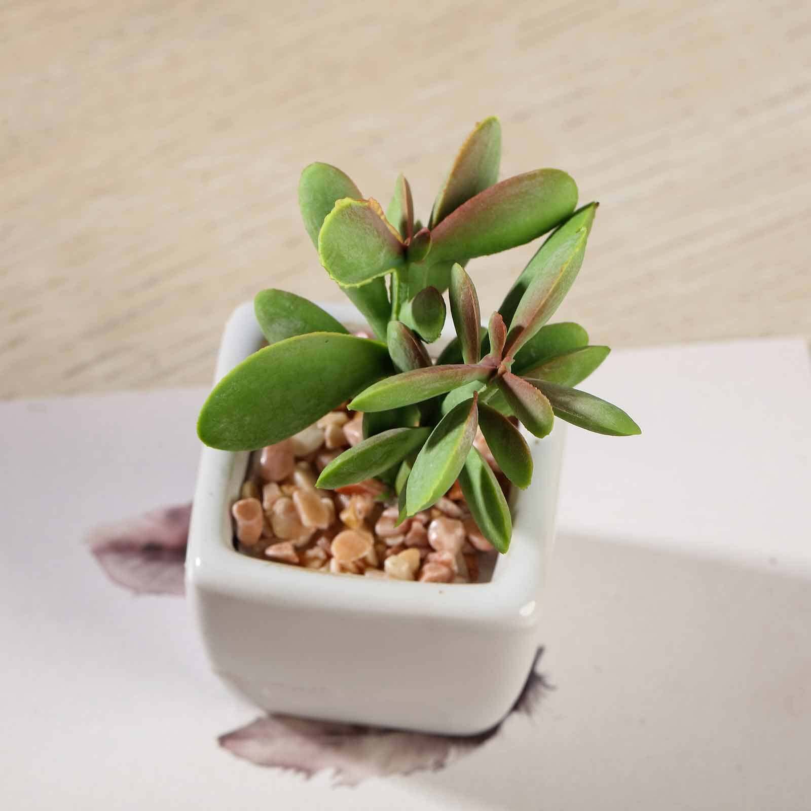 3-Pack Mini Jade Artificial Succulents in Ceramic Pots 3" - Realistic Maintenance-Free Faux Plants for Bathroom Coffee Table Shelves & Desk - Image 11