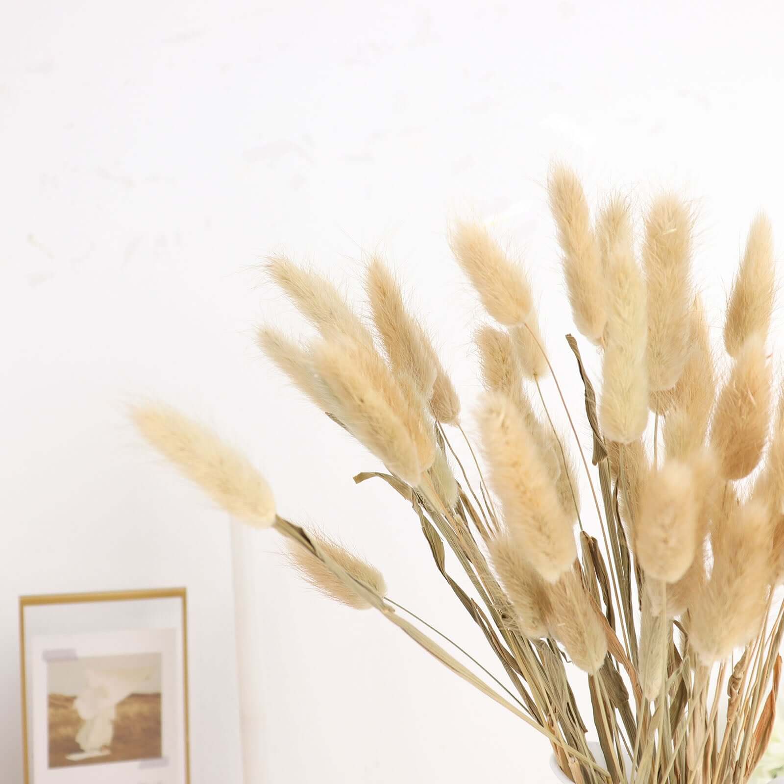 50-Pack Dried Bunny Tail Grass 15" Natural - Fluffy Lagurus Ovatus Rabbit Tail Ornamental Grass - Image 8