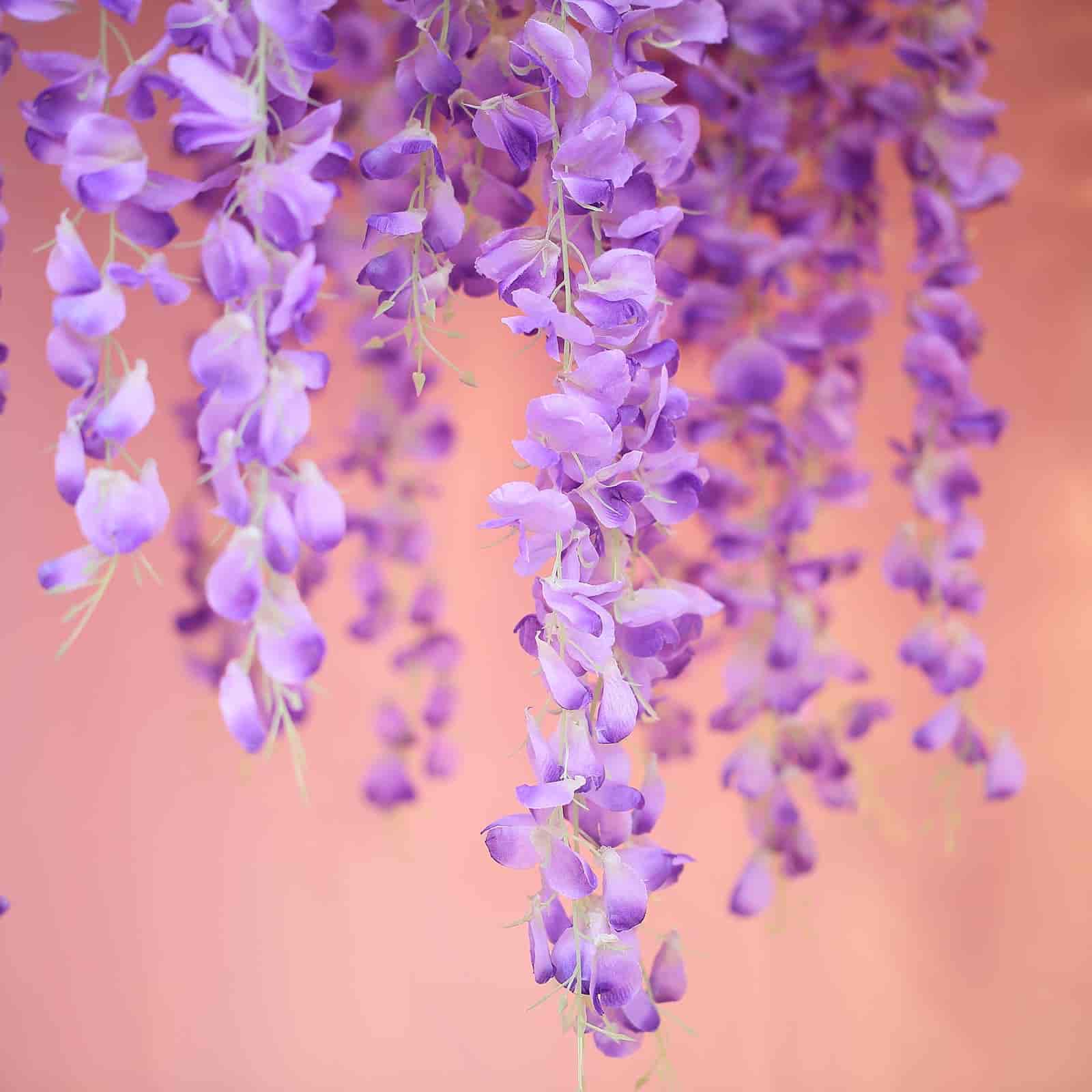 Artificial Silk Hanging Wisteria Flower Garland Vines in Lavender Lilac, 5 Full Strands in 1 Bush - 42" - Image 2