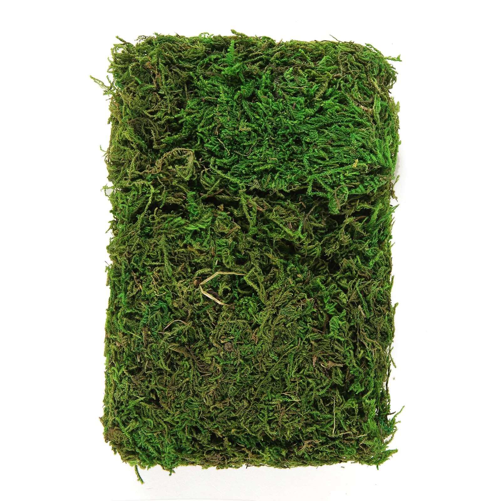 Natural Reindeer Moss Grass 50g Preserved Green - DIY Craft Supplies for Decorations - Image 3