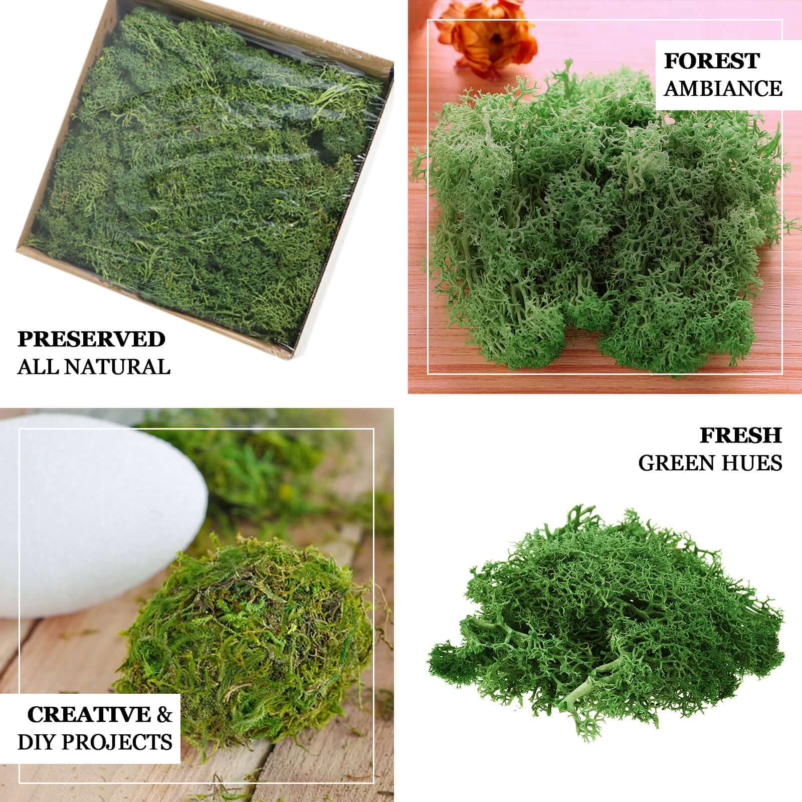 Natural Reindeer Moss Grass 50g Preserved Green - DIY Craft Supplies for Decorations - Image 4