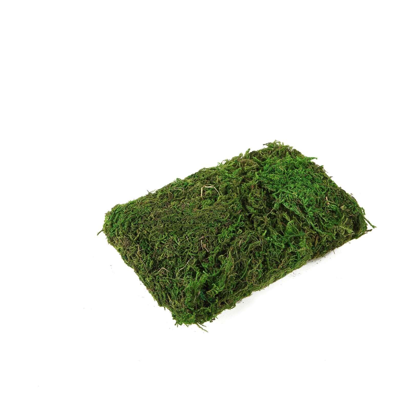Natural Reindeer Moss Grass 50g Preserved Green - DIY Craft Supplies for Decorations - Image 6