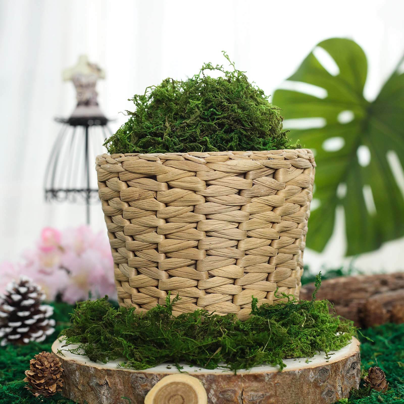 Natural Reindeer Moss Grass 50g Preserved Green - DIY Craft Supplies for Decorations - Image 7